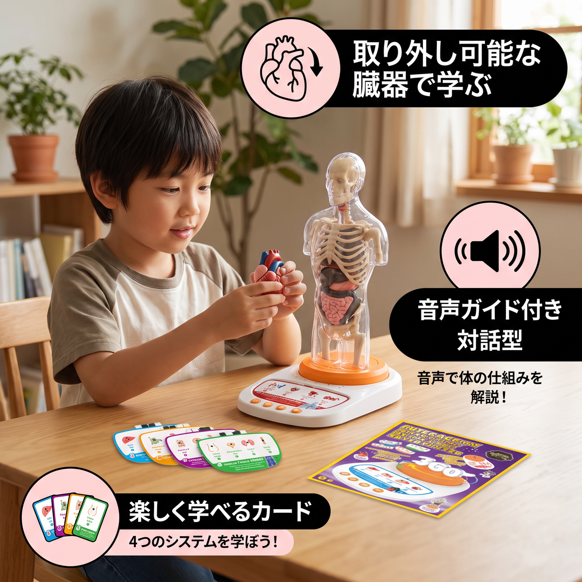 取り外し可能な臓器付き・音声ガイドで学べる対話型人体解剖模型