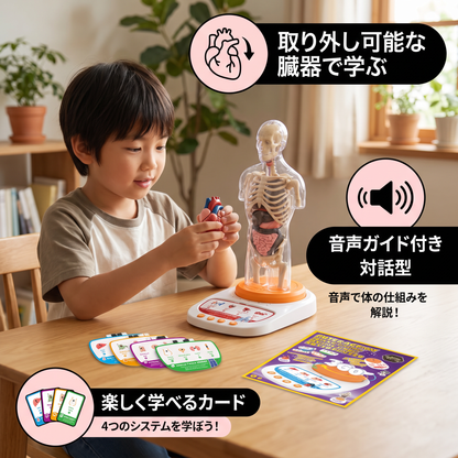 取り外し可能な臓器付き・音声ガイドで学べる対話型人体解剖模型