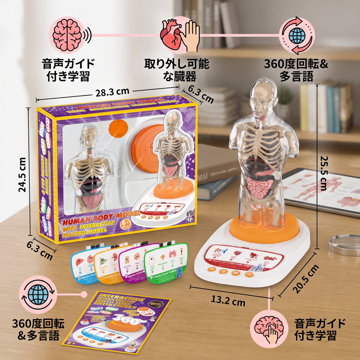 取り外し可能な臓器付き・音声ガイドで学べる対話型人体解剖模型