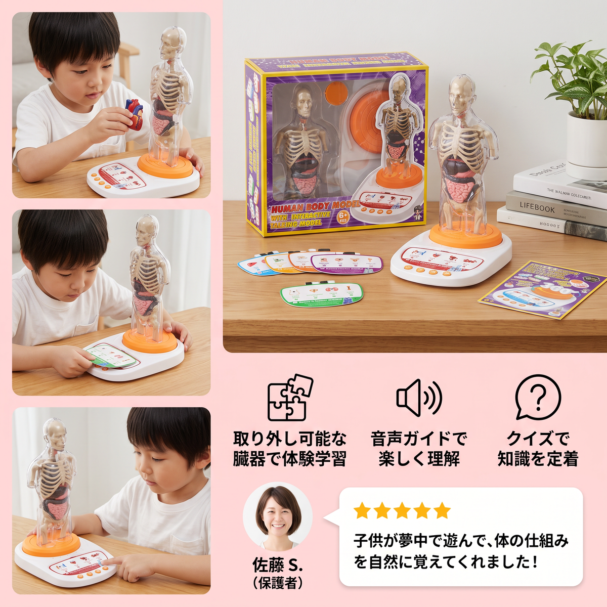 取り外し可能な臓器付き・音声ガイドで学べる対話型人体解剖模型