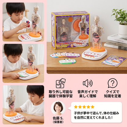 取り外し可能な臓器付き・音声ガイドで学べる対話型人体解剖模型