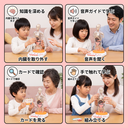 取り外し可能な臓器付き・音声ガイドで学べる対話型人体解剖模型