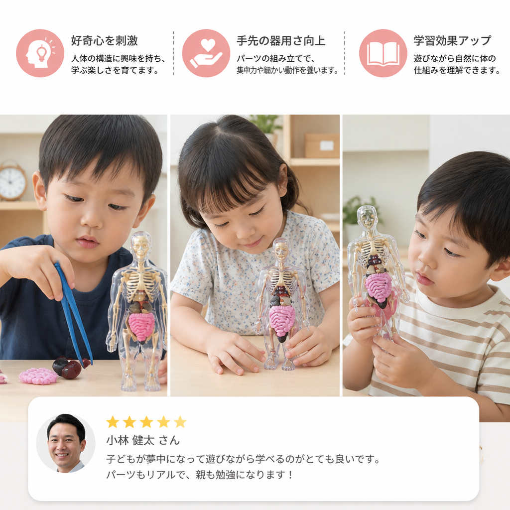 人体解剖学 STEM 学習キット（自分で組み立てる臓器モデル付き）