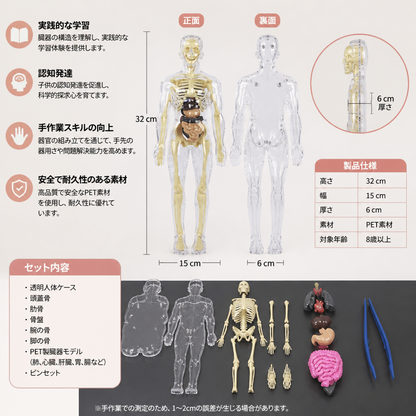 人体解剖学 STEM 学習キット（自分で組み立てる臓器モデル付き）