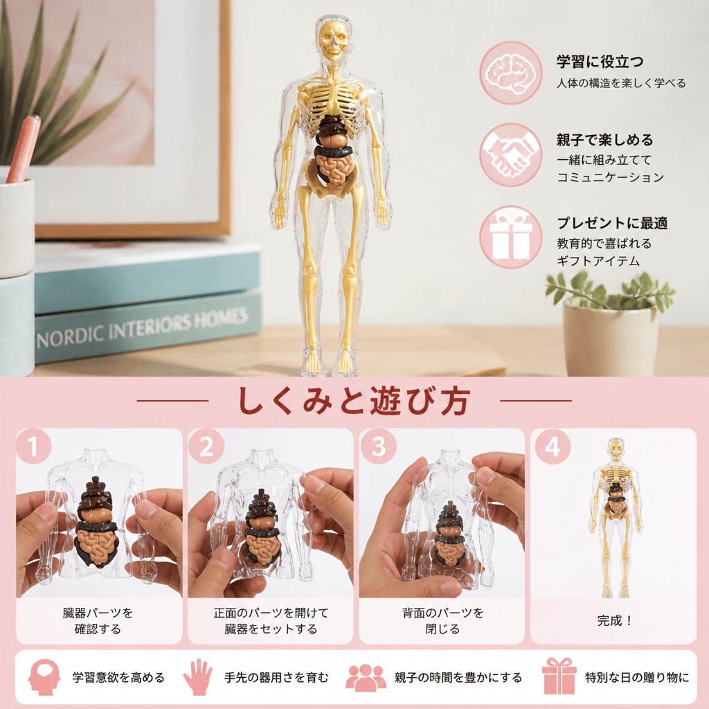 人体解剖学 STEM 学習キット（自分で組み立てる臓器モデル付き）