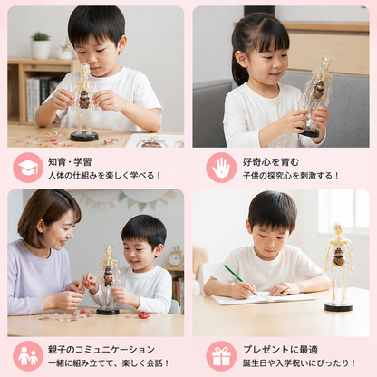 人体解剖学 STEM 学習キット（自分で組み立てる臓器モデル付き）